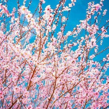 “In Bloom”